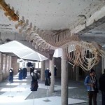 Esqueleto de cetáceo, cedido pelo Museu de História Natural, sobre o núcleo Tecnologia vs Natureza.