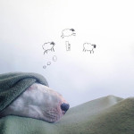 meu-bigode-bull-terrier-ilustracoes6