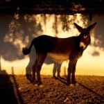 Os burros de MIranda do Douro são a única raça autóctone assinina reconhecida em Portugal.