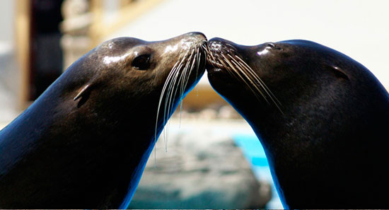 Leões-marinhos - amor no zoológico