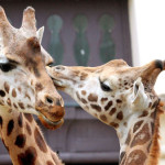 girafas - amor no zoológico