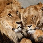 Leões - amor no zoológico