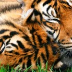 Tigres da Sibéria - amor no zoológico