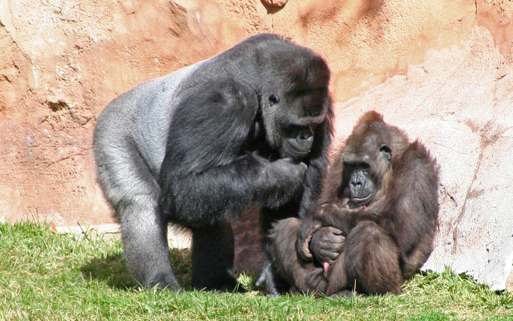 Gorila Jardim Zoológico1