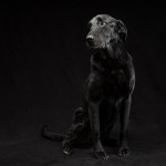 Black Dogs Project