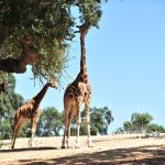 Badoca Safari Park reabre a 10 de fevereiro