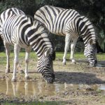 Badoca Safari Park reabre a 10 de fevereiro