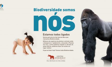 Jardim Zoológico_Nova Campanha_gorila