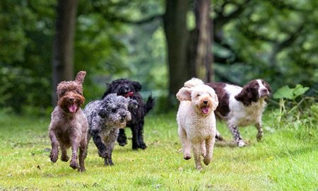 group-of-dogs-running-on-grass-body