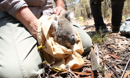 San Diego Zoo Global Commits to Protecting Critically 
Important Koala Population