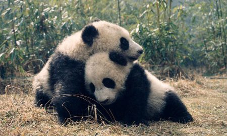 Adote um panda com a ANP WWF