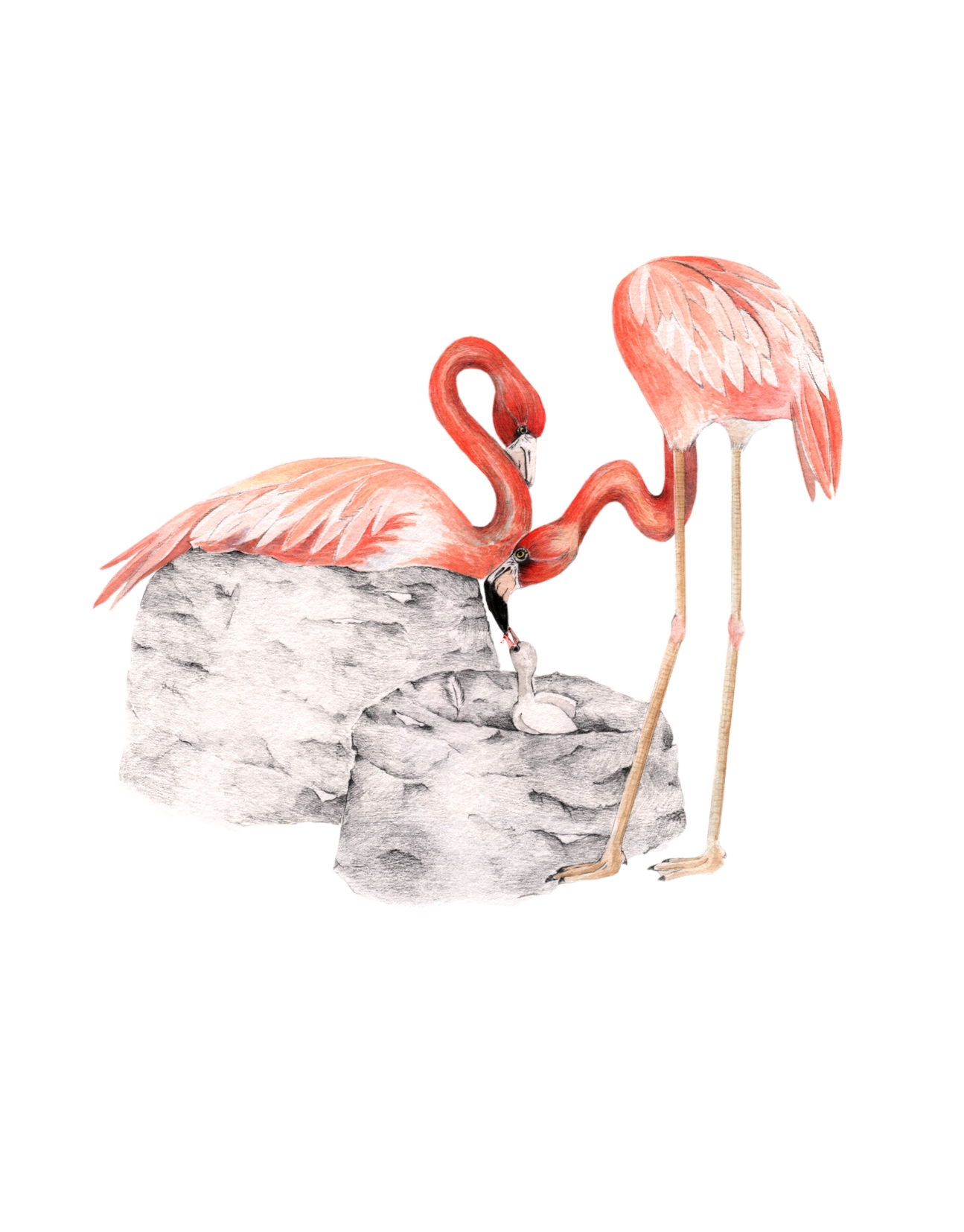 Ilustração_Flamingo _Workshops ZOO