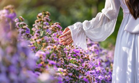 Women's hands touch purple flowers in the fields.