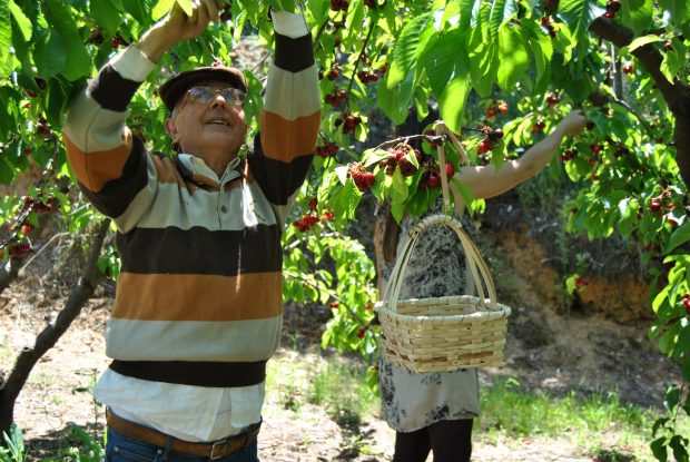 Apanha da Cereja