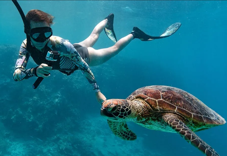 Screenshot 2022-08-01 at 16-13-06 swim-with-turtles-great-barrier-reef.webp (imagem WEBP 1500 × 630 pixeis)