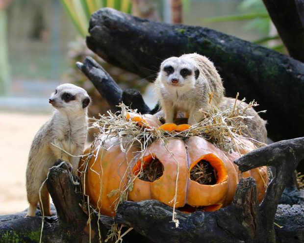 Halloween - Jardim Zoológico