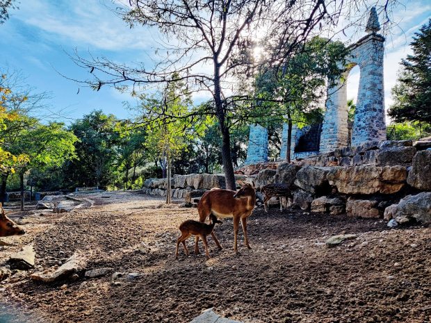 Veado-da-birmânia_cria