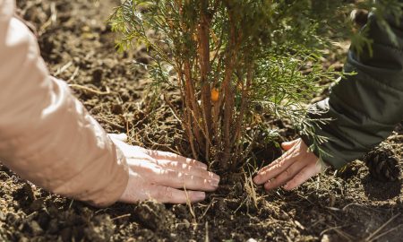 father-and-son-planting-a-tree-together-outdoors