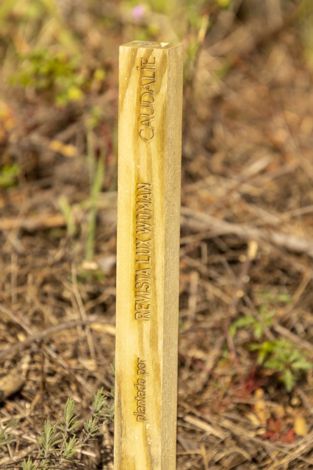 A LuxWoman deslocou-se até Tortosendo para encerrar o ciclo de plantação. 