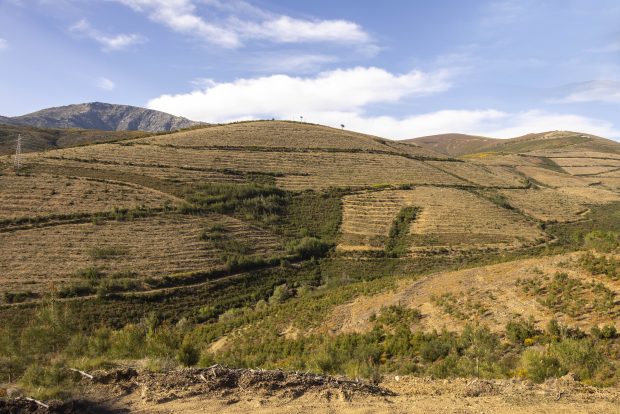 Encosta do Parque Natural da Serra da Estrela (que ardeu na totalidade no incêndio de 2017) já totalmente limpa e plantada