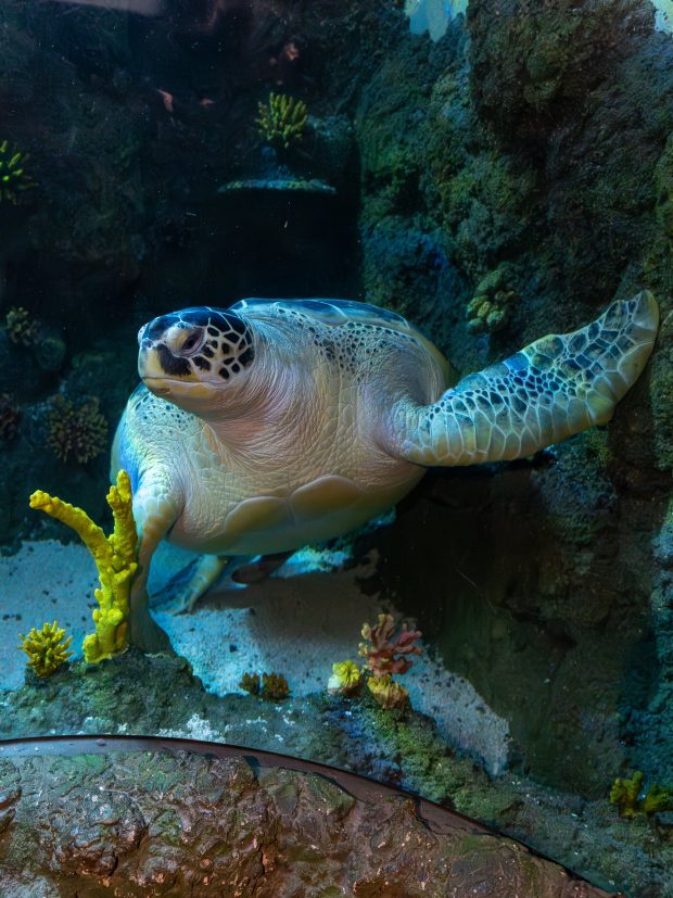 Tartaruga Mariza, que está no SEA LIFE Porto