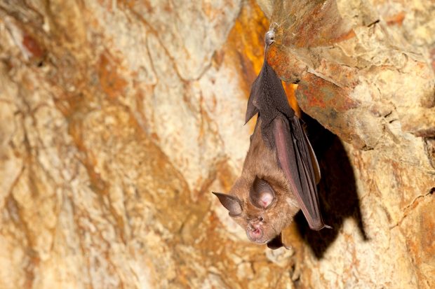 Morcego. Créditos: Luís Ferreira