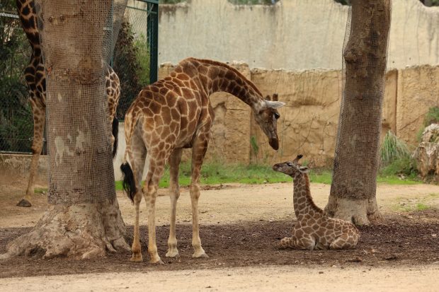 Créditos: Jardim Zoológico