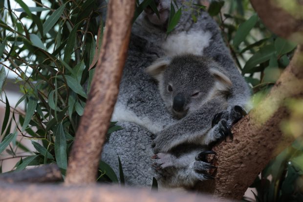 Jardim Zoológico_Cria koala_4