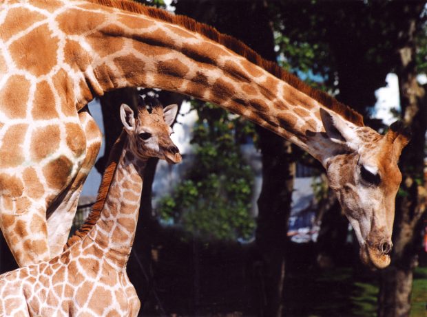 Girafa-de-angola 3