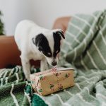 Para cães e gatos: 22 sugestões de presentes